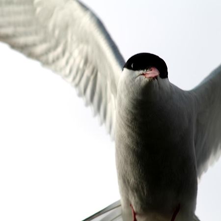 Reynisstathir Lägenhet Keflavík Exteriör bild